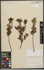 Foto von Salix waldsteiniana Willd.